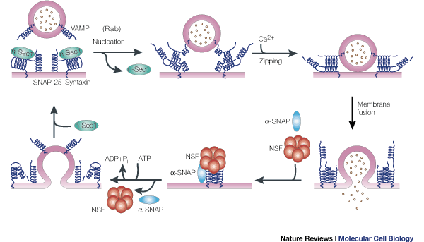 The control of SNARE complex formation and function. Nia Bryant